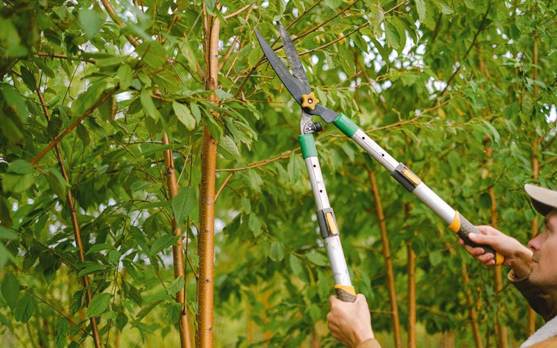 Tree trimming in Newfield, NY